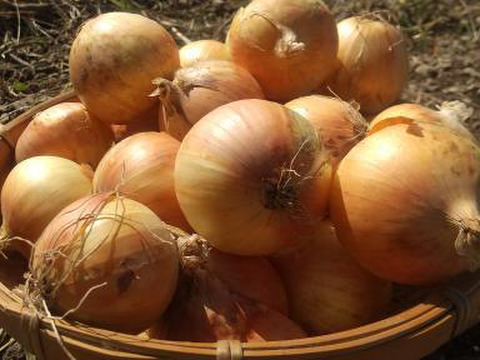 小さくても味は最高 使い切りサイズの有機玉ねぎ 北海道産 5kg 農薬不使用 北海道産 食べチョク 農家 漁師の産直ネット通販 旬の食材を生産者直送