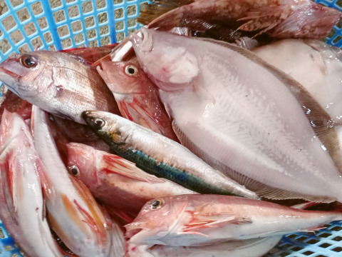 庄内沖直送・予約制 3kg 海鮮満喫ボックス  （予約制・即日発送・下処理オプション付）