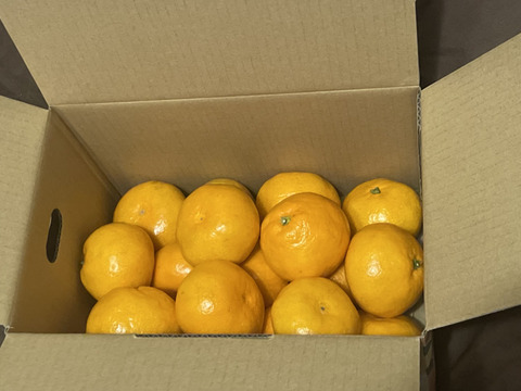 リピーター様続出♪甘くてジューシー♪まーくん家の完熟みかん お試し2キロ箱