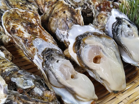 加熱用 殻付き牡蠣3kg 宮城県松島産  お歳暮 お中元 熨斗対応可 殻付き 無選別 牡蠣 カキ バーベキュー BBQ 海鮮物 漁師直送