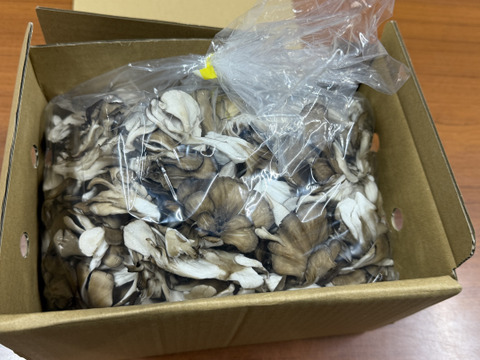 ウレシイ全ほぐし！！苦み少ない「びっくり舞茸」1kg　袋入り