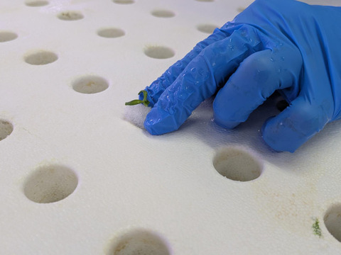 彩りと健康のレタス3種セット　レッドリーフ×フリルレタス×グリーンオーク　個包装約50g×6袋《高クロロゲン酸レタス＆異なる食感を楽しめる低硝酸態窒素レタス》