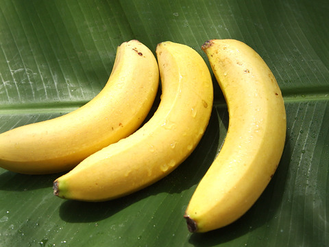 皮ごと食べられる！木更津ファームの完熟『きみさらずバナナ』【希少な国産バナナ1kg(6~9本)詰合せ】