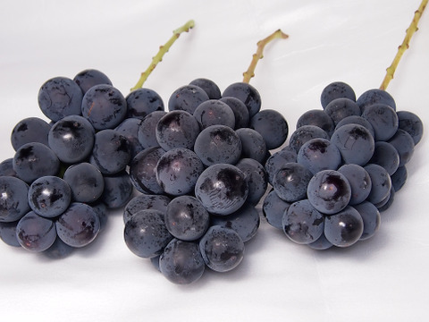 甘さとコクの極み！種あり巨峰4kg(10-16房)長野県認証/特別栽培同基準（信州の環境にやさしい農産物認証50）