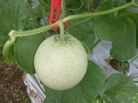 個数限定販売メロン【寺泉アールスメロン】大玉２個