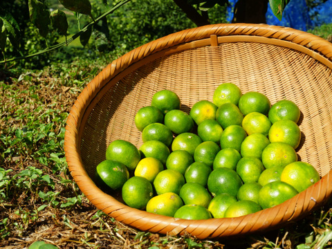 9/14～10日間限定！残暑においしい！極早生みかん 朝採れ出荷 3kg(35個±5個 or 50個±5個)