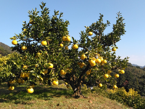♨️ゆず湯もいいけど文旦風呂はいかがでしょうか？♨️　超ミニサイズの土佐文旦（150～350g）　マーマレードやピール作りにも使えます✨　4.3kg（15～18個入)