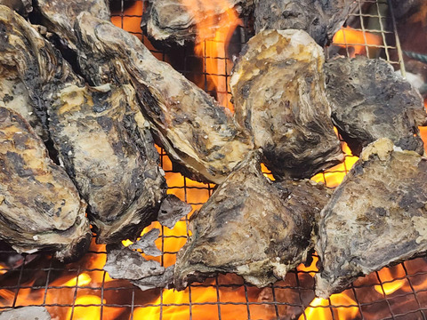 加熱用 殻付き牡蠣3kg 宮城県松島産  お歳暮 お中元 熨斗対応可 殻付き 無選別 牡蠣 カキ バーベキュー BBQ 海鮮物 漁師直送