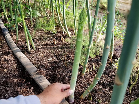 【採れたて直送】森のアスパラ １㎏100本程度（ＳⅯサイズ）