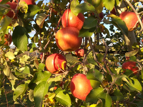 ジューシーな須坂産家庭用サンふじリンゴ（約5キロ）