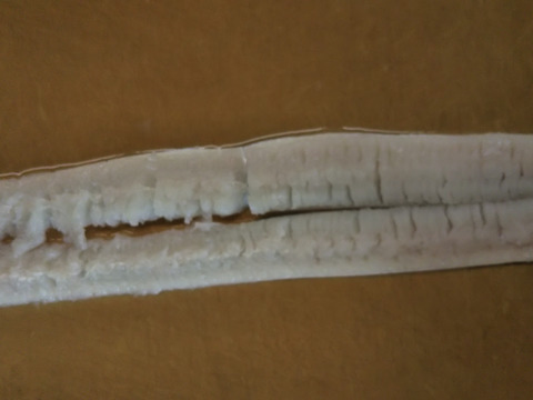 鱧骨切り1匹500～700㌘×2匹