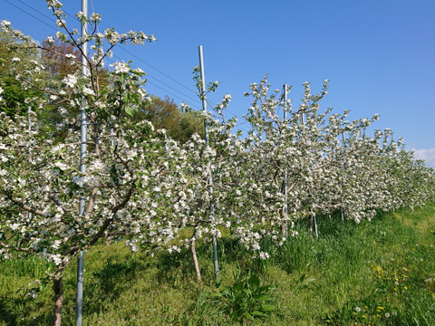 絶妙な酸味と甘み！岩手江刺産【シナノゴールド】家庭用３㎏