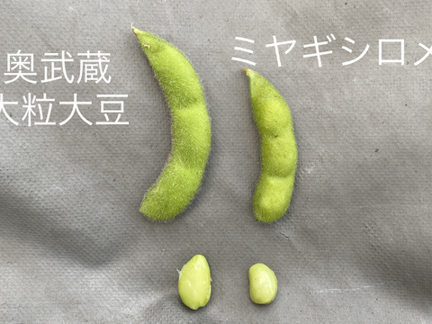 📣今季最終【自然栽培🍀自家採種・大粒枝豆】美味しくて止まらない！😆大豆になる手前の旨味がギュッと詰まった枝豆（５００g）
