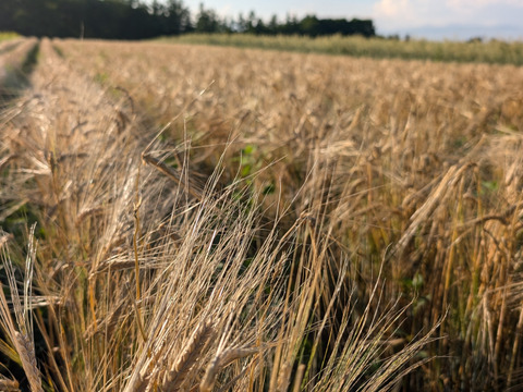 もち麦 キラリモチ 4kg　オーガニック（有機）玄麦 ※要精麦 2024年産
