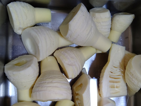 「朝イチ」大釜湯がきたけのこ（1.5Kg）