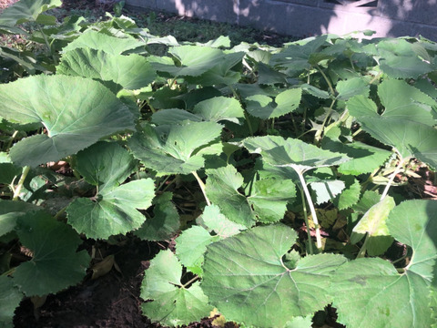 ばぁばの【フキ❗❗】約2kg！唐辛子つき🌶️🌶️🌶️子供に食べさせたい野菜😋🍙自称永遠の18才✨️✨️✨️ばぁばのモノスゴイ野菜🍅🍆🌽✨✨✨✨✨