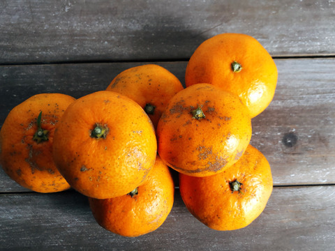 見た目じゃないの‼️訳あり温州みかん5kg