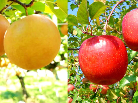 【和梨と林檎の予約】福島のりんご梨セット　おまかせ3ｋｇ　ギフト・贈答用に【8月下旬～9月上旬お届け】