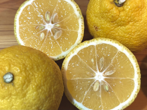 得🍋はるか 大豊作&訳あり皮キズ・こぶりサイズ 4.5kg (一部外皮キズあり)