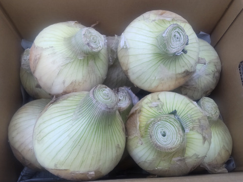 【淡路島産】規格外サイズでも超甘くて美味しい新玉ねぎ 5kg