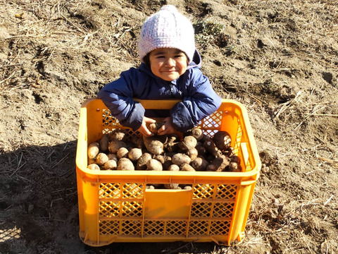 【自然栽培】幻の里芋 烏播（ウーハン） 1.5kg 里芋好きにおススメ！