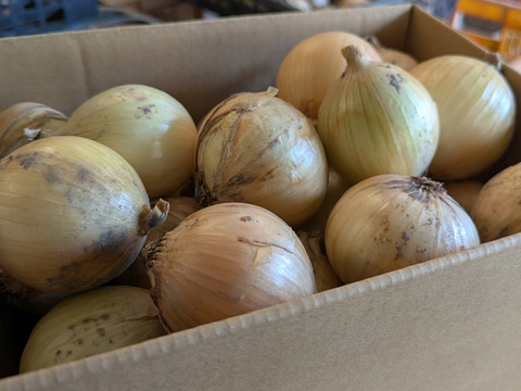《自然栽培・食品ロス》 淡路島産 人に優しい 旨味「玉ねぎ」(晩生)３ kg 
【2020年最優秀賞受賞／2022年SDG'sエバンジェリスト認定取得】
