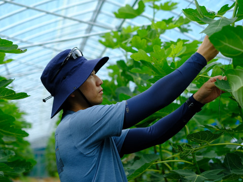 【完熟】いちじく 1パック(3〜6個入)　静岡県産