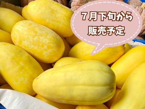 今期最終【自然栽培🍀黄金マクワウリ約1kg（3個前後）】伝統野菜・優しい自然の甘さ（簡単！美味しいレシピ付き）