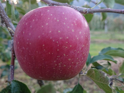 収穫始まりまし～た。「サンふじ」約10kg入り　安曇野がりんごに託した思いを御賞味下さい。バランスのとれたりんごです。
（第三者機関検査結果糖度16度）