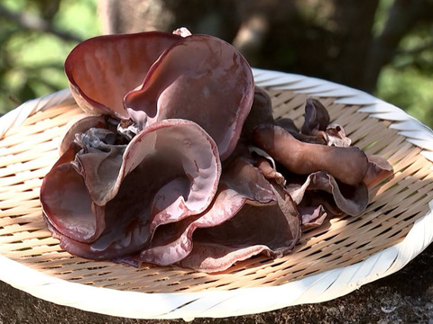 【お鍋にどうぞ】プリプリコリコリ食感に感動☆生きくらげ200g×4