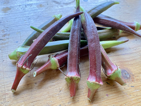【自然栽培🍀自家採種】サラダ（生）で食べて欲しい赤オクラ10本・丸オクラ10本・ダビデの星5本セット