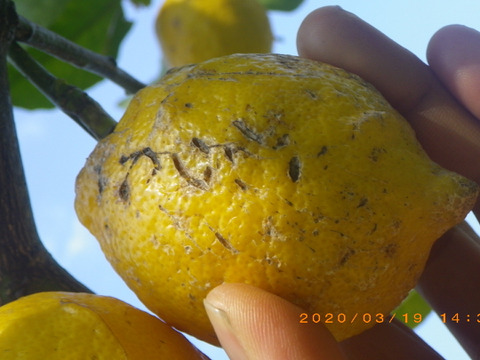 自然栽培レモン(6kg)　加工用　60年以上農薬肥料不使用の畑で栽培　因島産