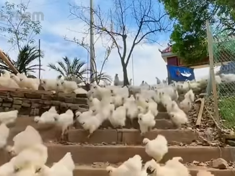 【とろける美味しさ】 烏骨鶏 20個 (破損保証付) 希少なアルカリ性卵 | 箸で掴める濃厚さ | 贈答品質を食卓へ 卵かけご飯 ギフトバック付き