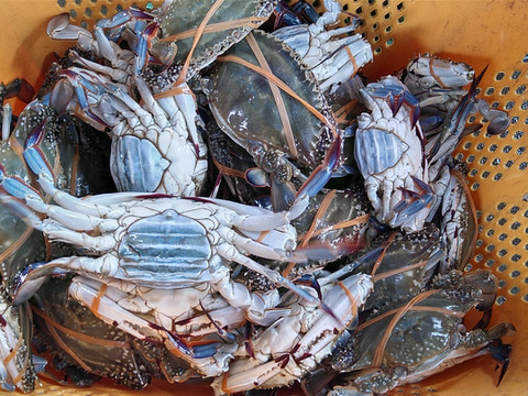 ワタリガニ メス 活発送 中サイズ４ｋｇで約16-20杯【豊漁10％OFF中】渡り蟹 ガザミ 梭子蟹  がざみ 生蟹 生カニ 活カニ 活蟹 ケジャン 松島牡蠣屋 梭子蟹 雌