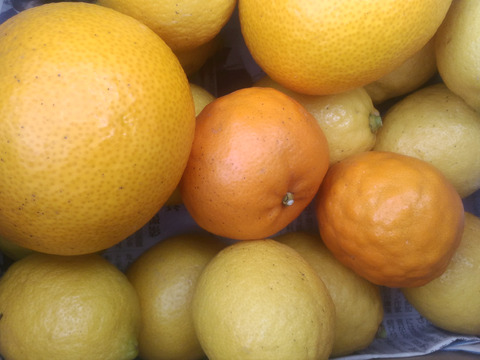 広島県産柑橘はるみとレモン10個　合計10kg
