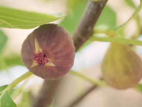 美容効果抜群！『はざまいちじく』(12個入り)