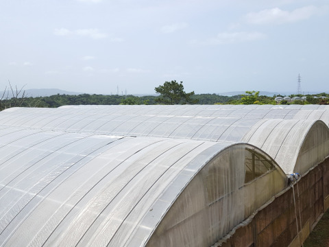 ≪優品≫名護市最北端 イナミファームの アップルマンゴー １．５ｋg