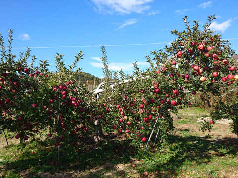 長野県認証栽培のサンふじ5ｋｇ