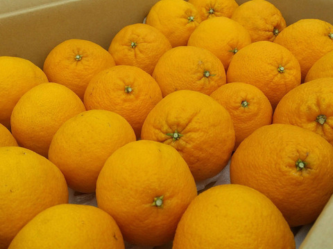 💫不知火【新鮮·個装追熟!!】【5kg·サイズ混合】   《ご家庭用》期間限定