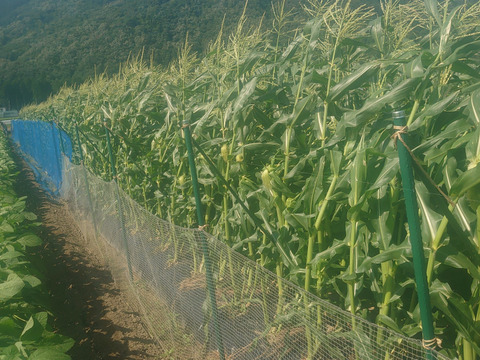 ボカシ栽培！糖度18以上のキャンベラトウモロコシ10本