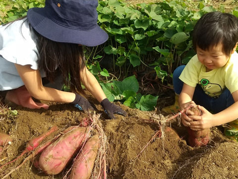 秋のしあわせ：さつまいも「紅はるか（5㎏）」　農薬化学肥料不使用