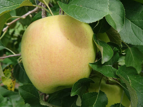 生産者が大好きなりんご「名月約5kg入り」甘みが強い品種です。（掲載写真は9/24現在です。）
