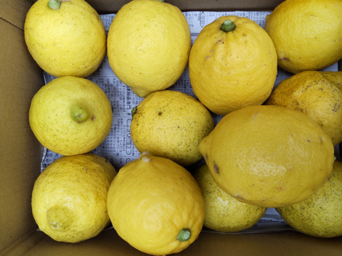 フレッシュ！エネルギッシュ！爽やかレモン1.7kg