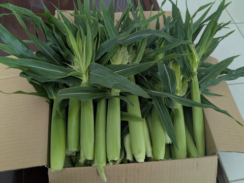 ヤングコーン70本まきさん専用