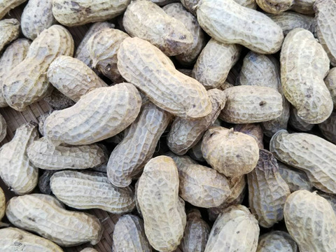 お酒のあてに 生落花生3kg おおまさり 京都府産 栽培期間中農薬不使用 京都府産の落花生 ピーナッツ 食べチョク 産地直送 産直 お取り寄せ通販 農家 漁師から旬の食材を直送