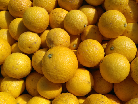 黄金柑　化学合成農薬栽培期間中不使用☆　家庭用4kg　高知県土佐市産　柑橘類　柑橘　カンキツ　citrus