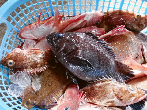 庄内沖直送・予約制 3kg 海鮮満喫ボックス  （予約制・即日発送・下処理オプション付）