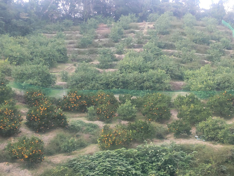 広島県産 青島ミカンとレモン5個　合計5キロ