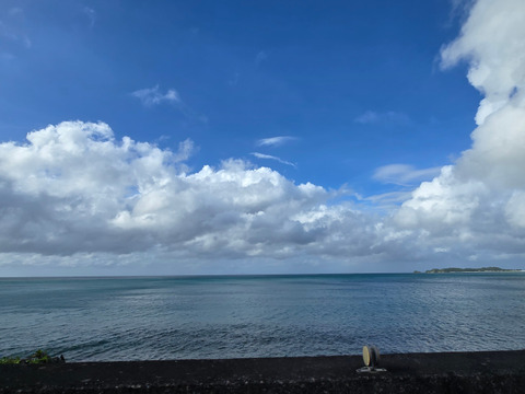 甘さ際立つ！沖縄県産『サンドルチェ』🍍　1玉　1.3kg～