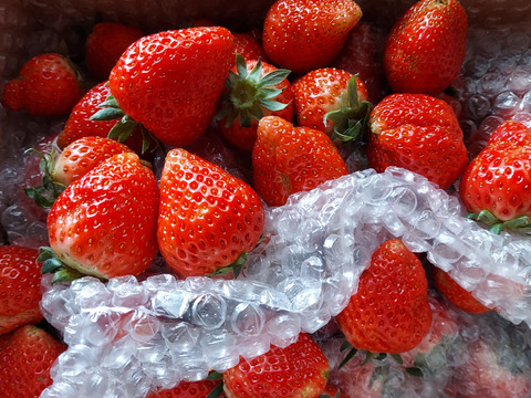 【加工用いちご】3拍子揃った美味しさ❝よつぼし❞（約1.6kg）